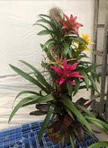 Bromeliad Tree Medium 24 Inches Tall